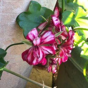 Meet your Posher, Janette